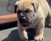Presa Canario