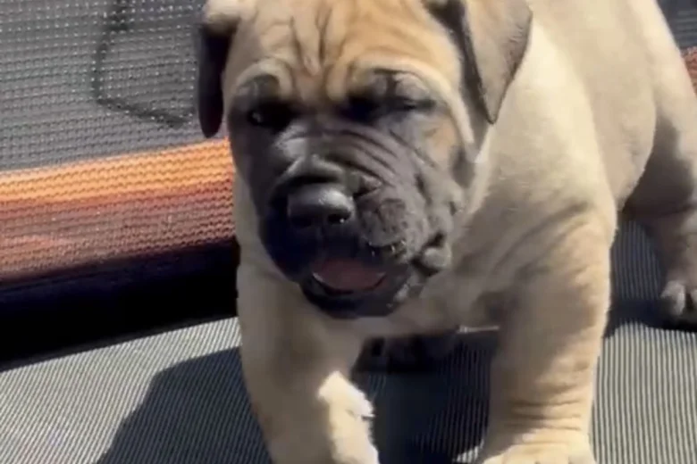 Presa Canario