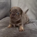 Pug