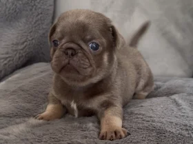 Pug