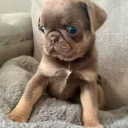 Pug