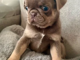 Pug