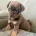Pug