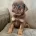 Pug