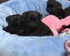 Pug