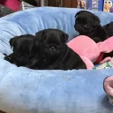 Pug