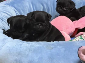 Pug