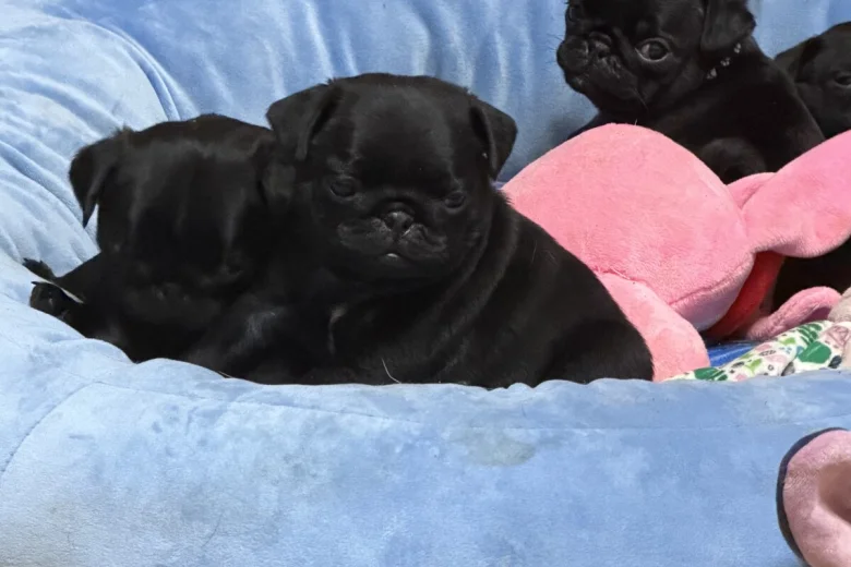 Pug