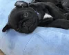Pug