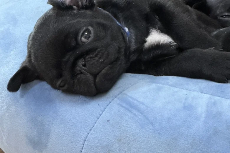 Pug