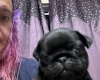 Pug