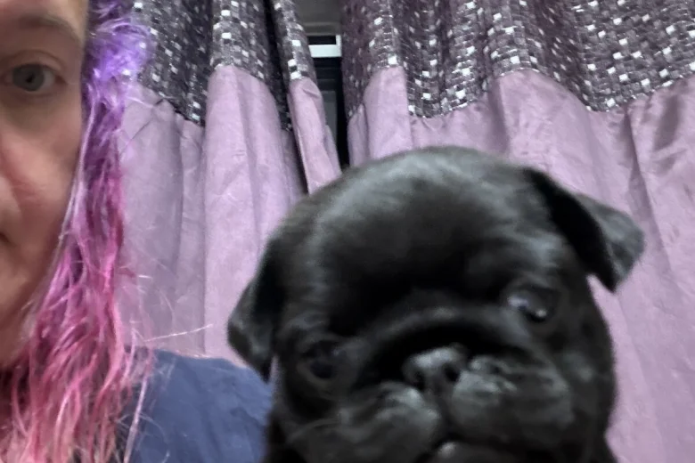 Pug