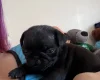 Pug