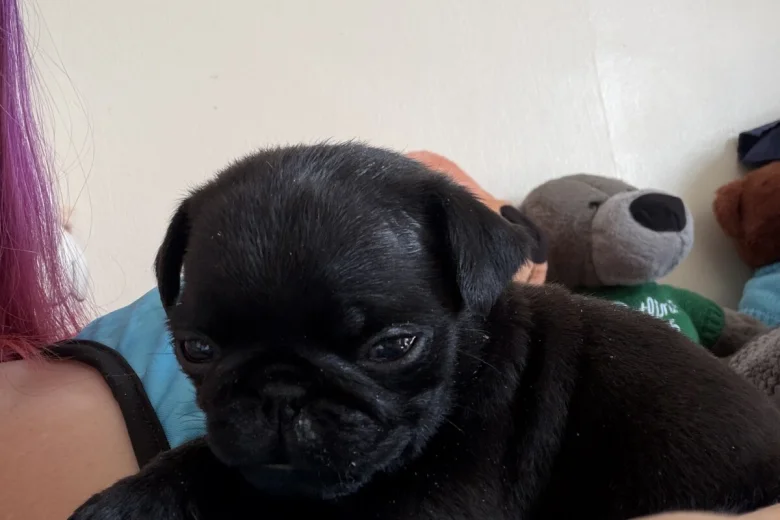 Pug