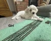 Bichon Frise