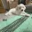 Bichon Frise