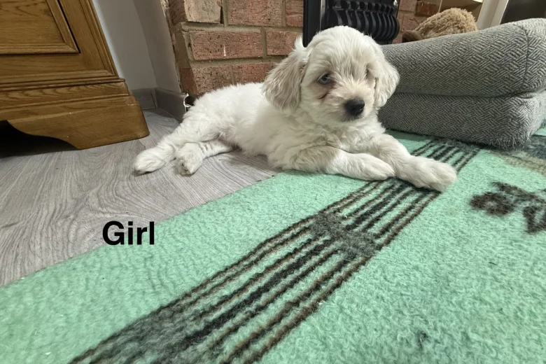 Bichon Frise