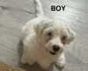 Bichon Frise