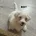 Bichon Frise