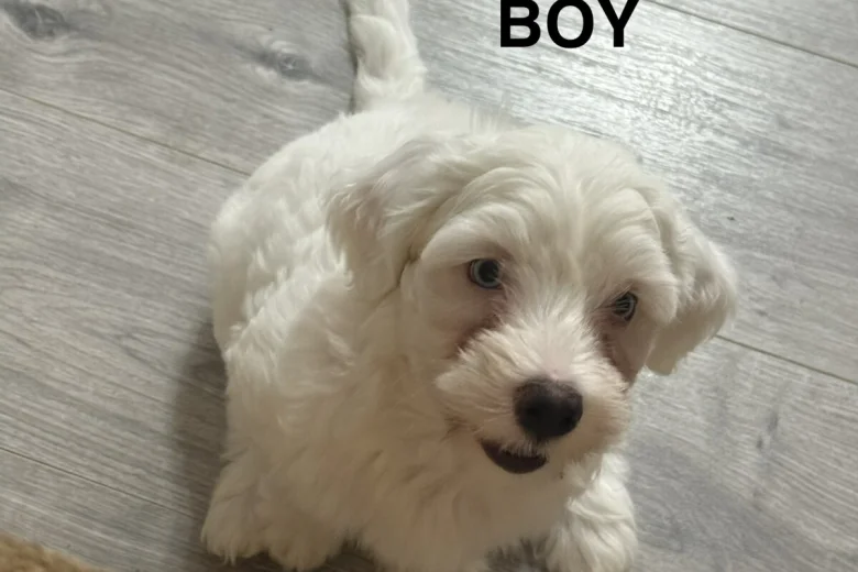 Bichon Frise