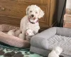 Bichon Frise