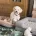 Bichon Frise