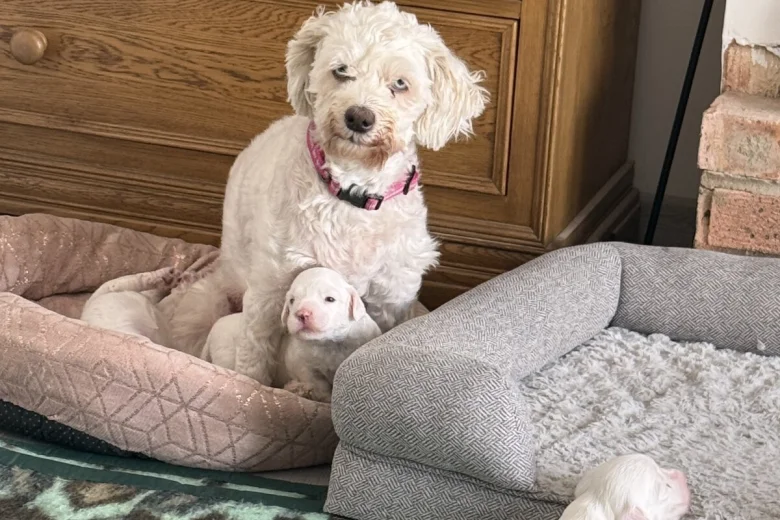 Bichon Frise