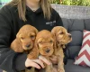 Cocker Spaniel (Show)