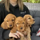 Cocker Spaniel (Show)
