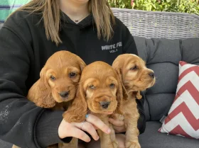 Cocker Spaniel (Show)