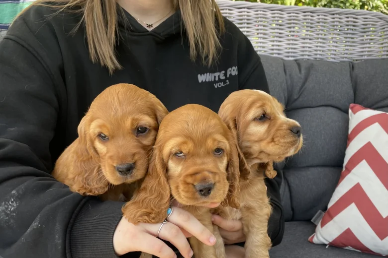 Cocker Spaniel (Show)