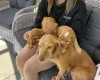 Cocker Spaniel (Show)