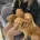 Cocker Spaniel (Show)