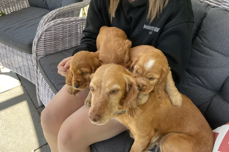 Cocker Spaniel (Show)