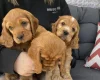 Cocker Spaniel (Show)