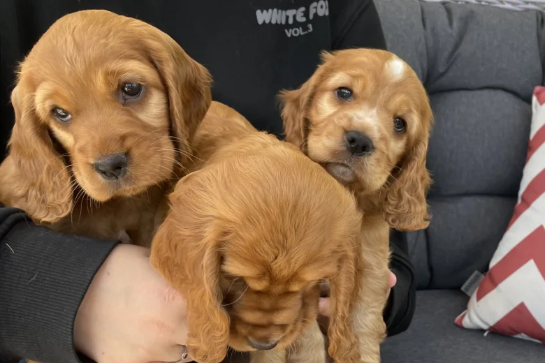 Cocker Spaniel (Show)