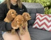 Cocker Spaniel (Show)
