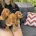Cocker Spaniel (Show)
