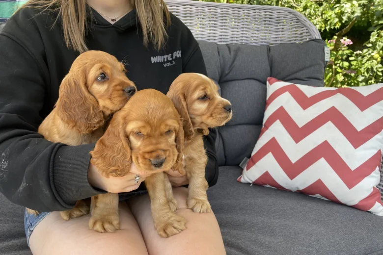 Cocker Spaniel (Show)
