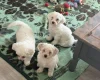 Bichon Frise
