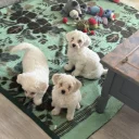 Bichon Frise