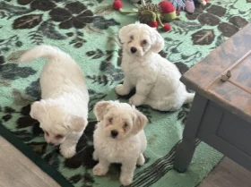 Bichon Frise