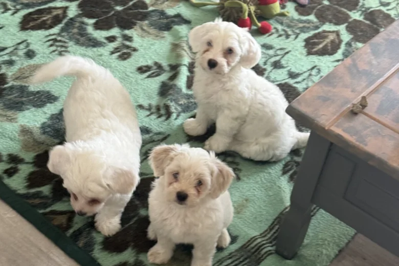 Bichon Frise