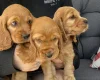 Cocker Spaniel (Show)