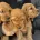 Cocker Spaniel (Show)