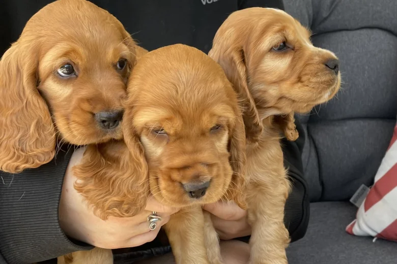 Cocker Spaniel (Show)