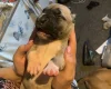 American Bulldog