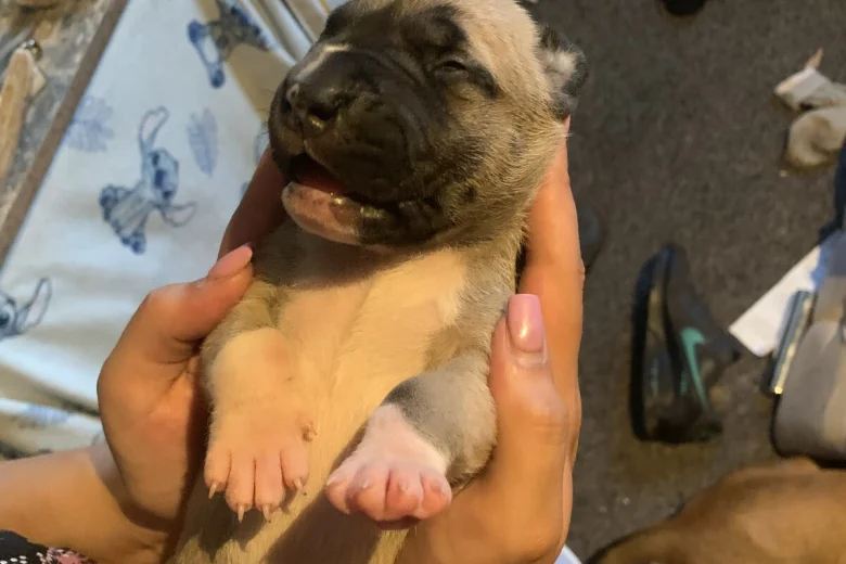 American Bulldog