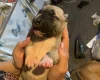 American Bulldog