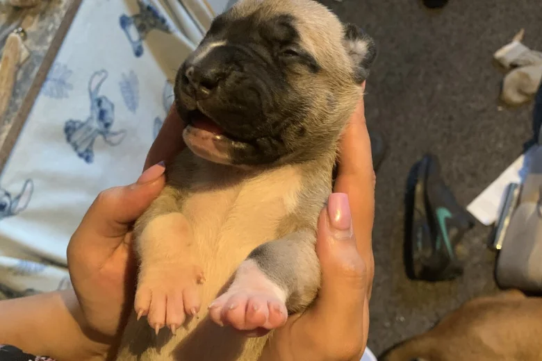 American Bulldog